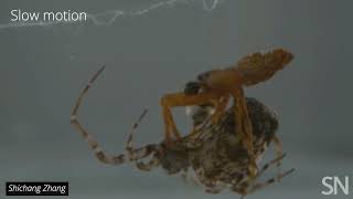 How a male spider escapes becoming its mate’s lunch  Science News [upl. by Mohamed]