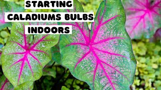 Starting CALADIUMS Tubers Indoors  planting CALADIUM bulbs in containers 🌸 growing caladiums 🍀 [upl. by Azar843]