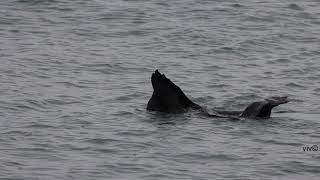 Watch an adult Sea Lion having fun alone in the rain on waters off a beach in New Zealand [upl. by Pearline]