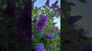 Buddleia Nanho BlueUk Wild Plant ShrubAsmrShorts Vid [upl. by Truk]