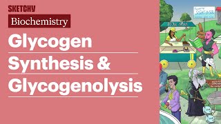 Glycogen Synthesis amp Glycogenolysis Biochemistry  USMLE Step 1  Sketchy Medical [upl. by Billen283]