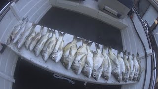 Boat Fishing Lake Macquarie  Catching PB Bream amp Snapper 1st Day After Lockdown [upl. by Greenes215]