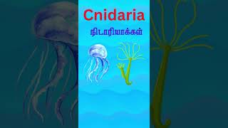 Cnidaria  Sea origen  Jellyfish  Corals  sea anemones  hydras [upl. by Aenat479]