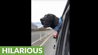 Dog stuck in traffic tells it like it is [upl. by Entirb]