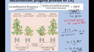 Ch 7 Linked genes online lecture [upl. by Ila]