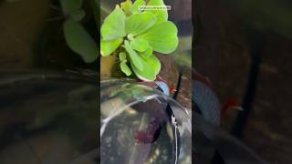 Betta fish in breeding tank shorts bettafish breeding [upl. by Enitsirc]