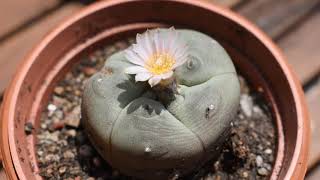 How I take care of cactus Lophophora williamsii [upl. by Aicillyhp]