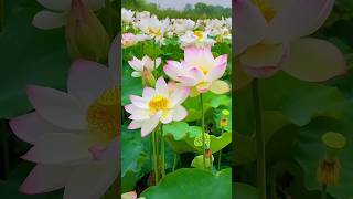 Super beautiful lotuses garden 69 [upl. by Siver]