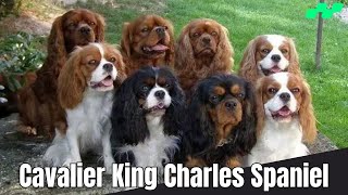 Cavalier King Charles Spaniel Dogs  Everything You should Know About relaxyourpetdog [upl. by Ordisi]