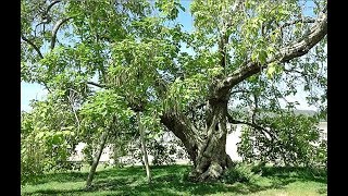 ARBRE REMARQUABLE  UN CATALPA DE 290 ANS DANS LE DOMAINE DE VERSAILLES… [upl. by Erdnaid]