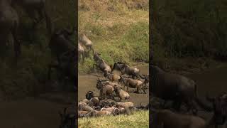 Herd Migration Masai Sara Short 4K  Relaxing Film  With Relaxing Music [upl. by Bourne]