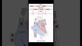 Heart Systole  Diastole biology nursing mbbs heart [upl. by Dorothi]