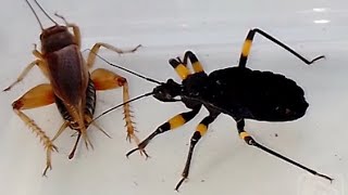 Клоп хочет съесть сверчка Bug wants to eat the cricket [upl. by Bega]