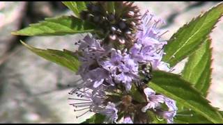 Field Mint Mentha arvensis [upl. by Anirad]