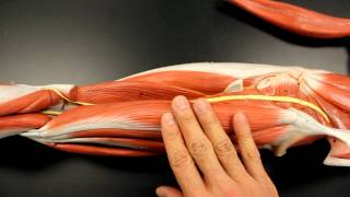 MUSCULAR SYSTEM ANATOMY Posterior thigh region muscles model description Somso [upl. by Nanyt]