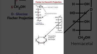 Fischer to Haworth Projection of Glucose animation mnemonic [upl. by Merrie]