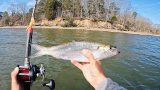 4 Hours of RAW and UNCUT Kayak Catfishing on the Tennessee River [upl. by Nickie]