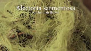 Lichens of the Pacific Northwest Bioregion [upl. by Ecirtal]