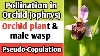 Pollination in Orchid ophrys plant flower by male wasp  Pseudo Copulation between orchid amp wasp [upl. by Adhamh]