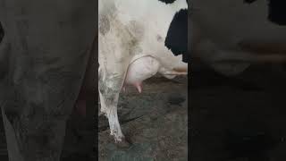 Jagraon call9814961806 cow hfheifer farming jerseycow [upl. by Gimpel150]