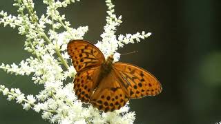 Sagana Fritillary Butterfly Visits False Goats Beard Flowers for Nectar [upl. by Robillard]