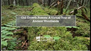 Old Growth Forests A Tour of Ancient Woodlands [upl. by Strage]