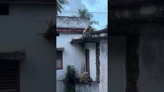 Razole 🐒 Monkeys telugu sachinpothula telugureels [upl. by Aible844]