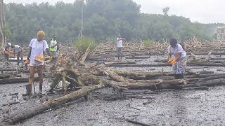 Reboisement de la mangrove de Mindoubé 1 [upl. by Novyert]