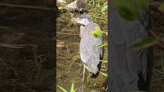 Blue Heron shorts nature fypシ゚viral [upl. by Illom]