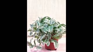 Tradescantia Pistachio White tradescantia variegatedplants plantbeauty natureinspiredbeauty [upl. by Sugden]