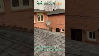 Humane Raccoon Removal by Wildlife Pro A Gentle Approach to Coexistence [upl. by Pantin586]