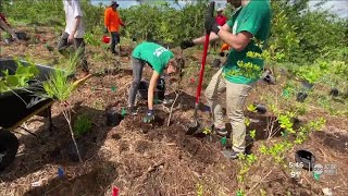 Ellenton community plants 4000 trees creating microforest [upl. by Aela]