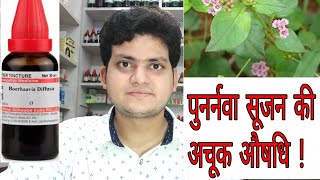 Punarnava  Homeopathic medicine Boerhaavia Diffusa  Sign and symptoms  Disease and doses [upl. by Kared209]