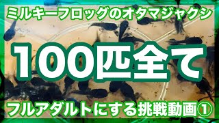 ミルキーフロッグのオタマジャクシ100匹全てフルアダルトにする① [upl. by Andri]