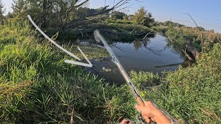 LEKKI FEEDER NA ZAROŚNIĘTEJ RZECE MASA RYB Płocie i Jazie na feeder WĘDKARSTWO RZECZNE PZW [upl. by Atiugram]