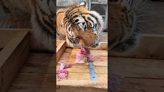 The Siberian tiger eats meat [upl. by Fabiola]