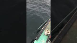 Halibut fishing PEI longline on the trawl hauler [upl. by Adnuhser]