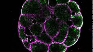 Blastocoel formation [upl. by Aikaj172]
