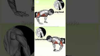 Long head and lateral head motivation fullbodyworkout shots shoulder bodyworkout [upl. by Naneek]