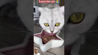 cleaning day cat ytshorts viralshort [upl. by Adila738]