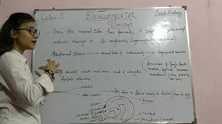 Developmental Biology Class 5 Organogenesis in Frog [upl. by Drehcir]