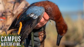 Cinnamon Teal to end the 2023 Duck Hunting Season at a California Refuge [upl. by Hoppe]