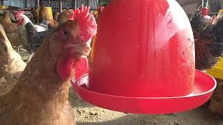 Start Poultry Farming to Boost Your Income [upl. by Nnaes]