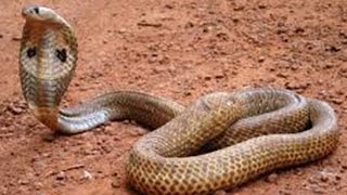 King Cobra Snack Catchers  Wild Snake Hunting  Animal Lovers  Snake Lovers [upl. by Anatola742]