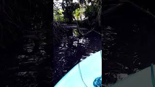 River safari bentota induruwa srilanka crocodile monitor anazotv birds travel nature 🐢🌴🐠🦒🐟 [upl. by Adnarb]