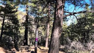 Short Hike at Hualapai Mountain State Park [upl. by Yrrak]