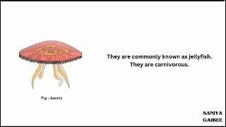 classification of phylum Coelenterata [upl. by Zetnom]