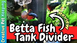 Betta Fish Commuity Tank Divider  REVIEW [upl. by Ramedlav585]