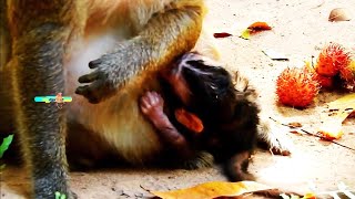 Just day one newborn baby monkey got rejected [upl. by Shevlo]