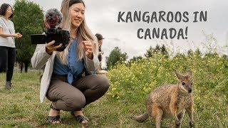 You Can See Kangaroos in Canada  Kangaroo Creek Farm BC Canada [upl. by Roee]